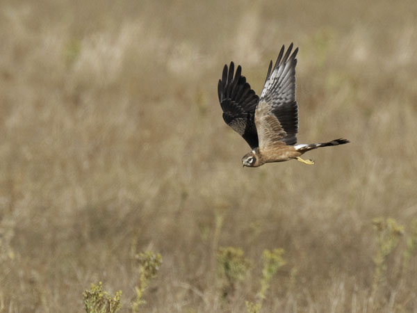 Niittysuohaukka, Montagu's Harrier, Circus pygargus