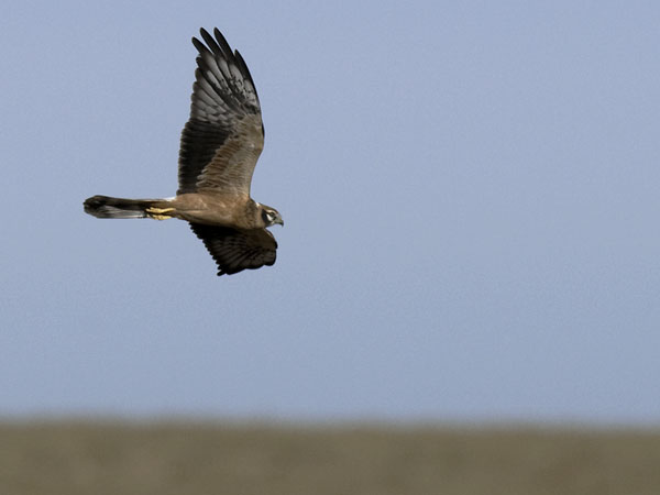 Niittysuohaukka, Montagu's Harrier, Circus pygargus