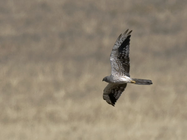 Niittysuohaukka, Montagu's Harrier, Circus pygargus