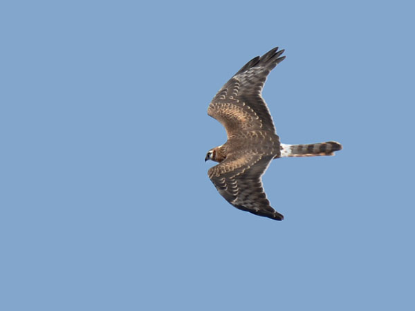 Niittysuohaukka, Montagu's Harrier, Circus pygargus