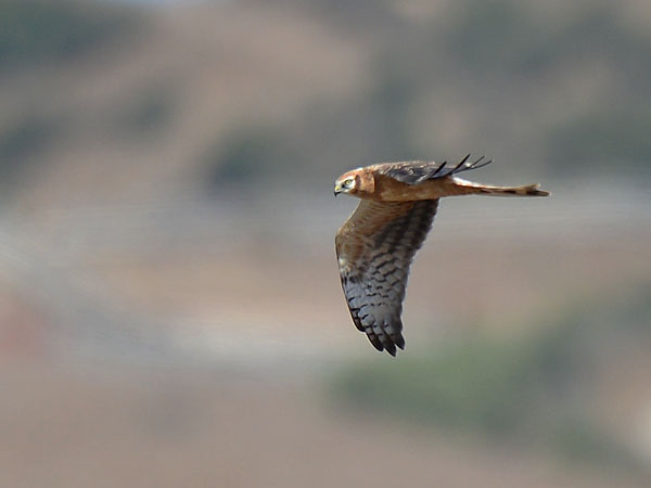 Niittysuohaukka, Montagu's Harrier, Circus pygargus