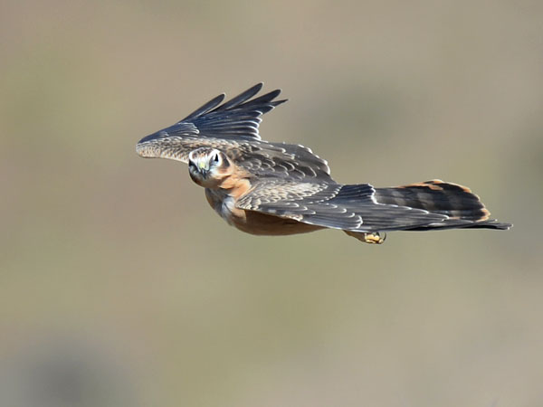 Niittysuohaukka, Montagu's Harrier, Circus pygargus