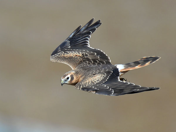 Niittysuohaukka, Montagu's Harrier, Circus pygargus