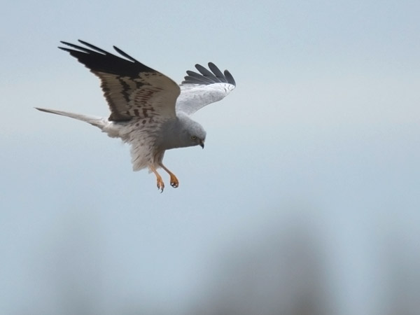 Niittysuohaukka, Montagu's Harrier, Circus pygargus