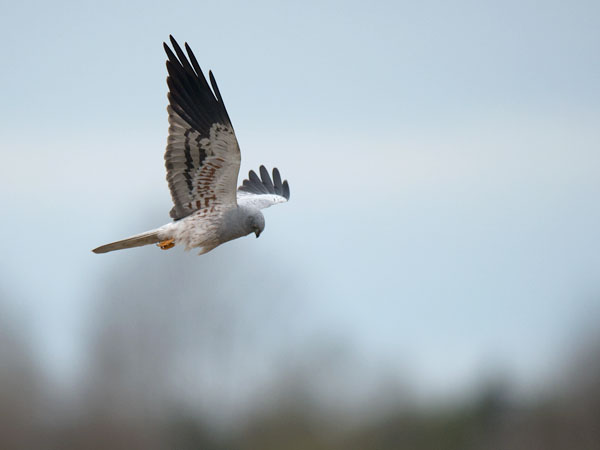Niittysuohaukka, Montagu's Harrier, Circus pygargus