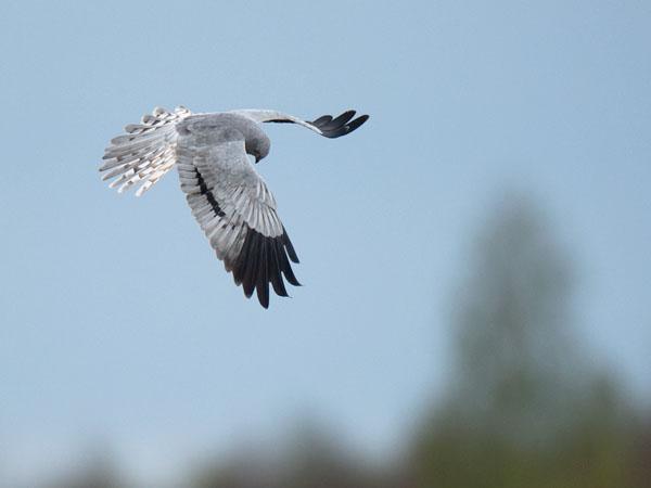 Niittysuohaukka, Montagu's Harrier, Circus pygargus