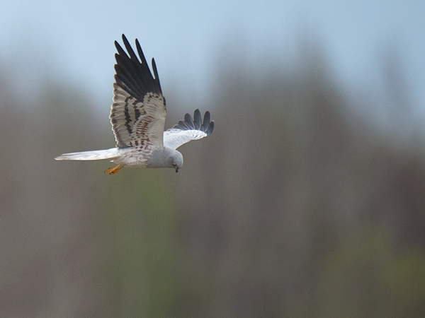 Niittysuohaukka, Montagu's Harrier, Circus pygargus