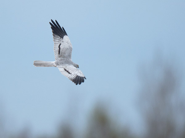 Niittysuohaukka, Montagu's Harrier, Circus pygargus