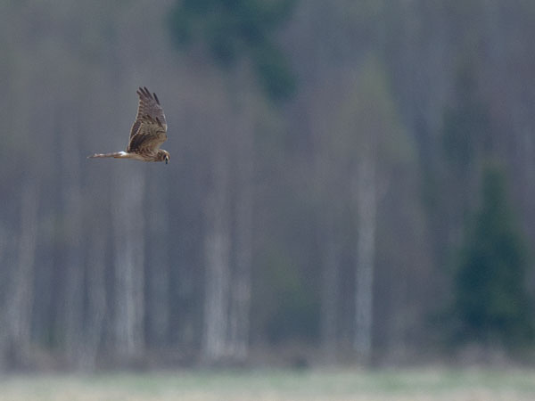 Niittysuohaukka, Montagu's Harrier, Circus pygargus