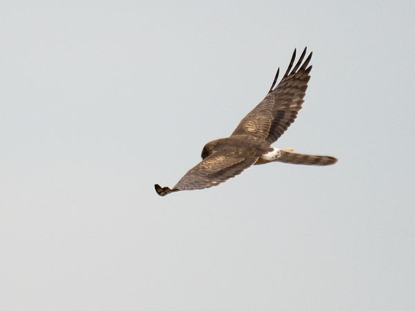 Niittysuohaukka, Montagu's Harrier, Circus pygargus