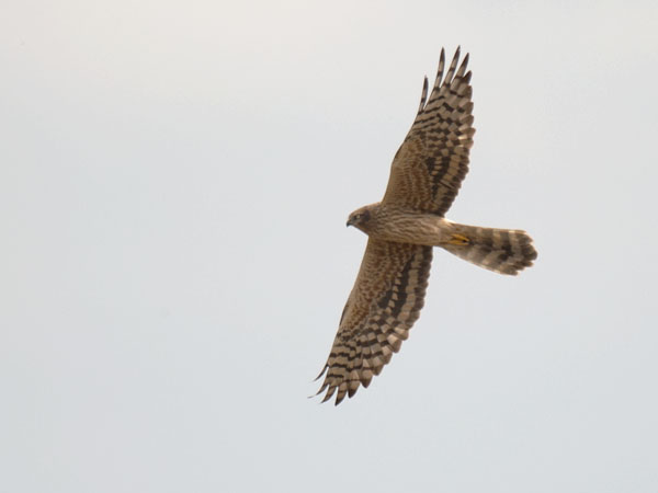 Niittysuohaukka, Montagu's Harrier, Circus pygargus