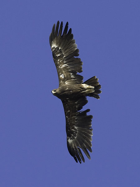 Kiljukotka, Greater Spotted Eagle, Clanga clanga