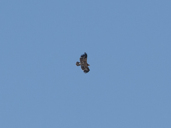 Kiljukotka, Greater Spotted Eagle, Clanga clanga
