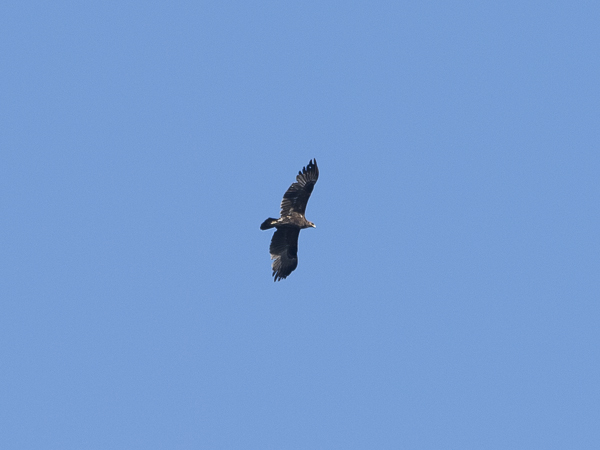 Kiljukotka, Greater Spotted Eagle, Clanga clanga