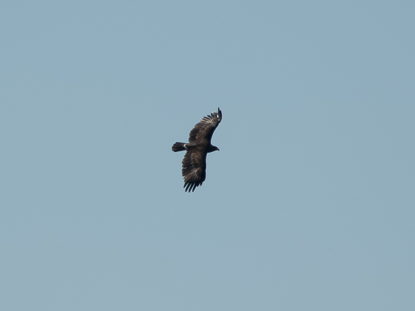 Kiljukotka, Greater Spotted Eagle, Clanga clanga