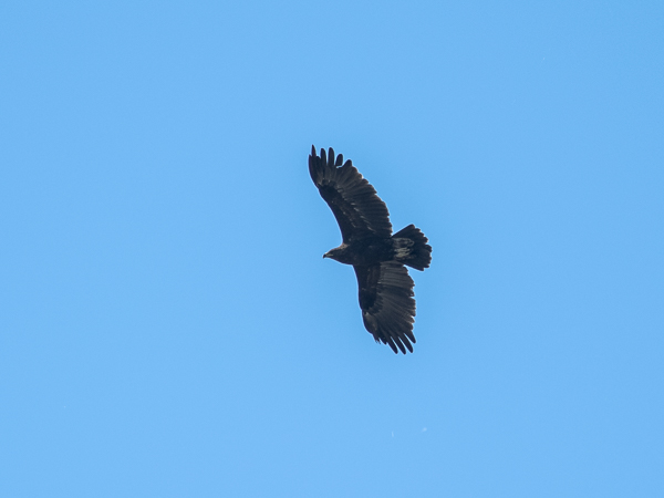 Kiljukotka, Greater Spotted Eagle, Clanga clanga