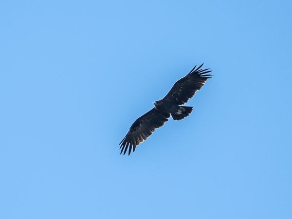 Kiljukotka, Greater Spotted Eagle, Clanga clanga