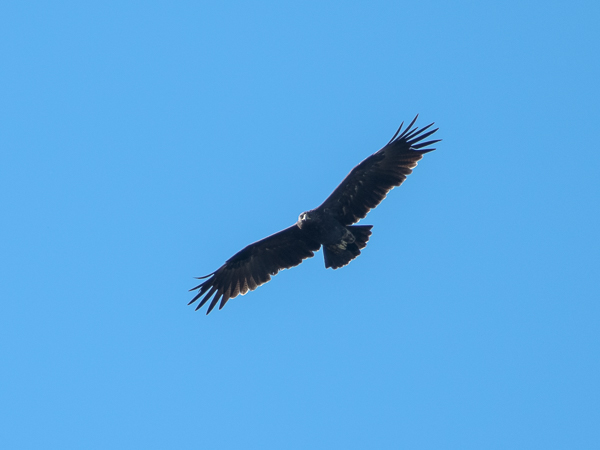 Kiljukotka, Greater Spotted Eagle, Clanga clanga