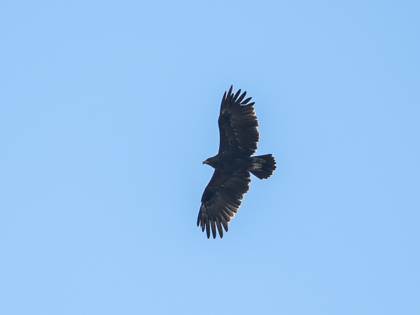 Kiljukotka, Greater Spotted Eagle, Clanga clanga