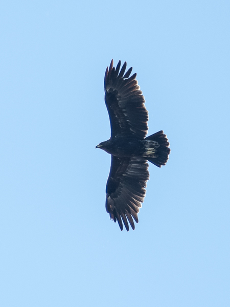Kiljukotka, Greater Spotted Eagle, Clanga clanga