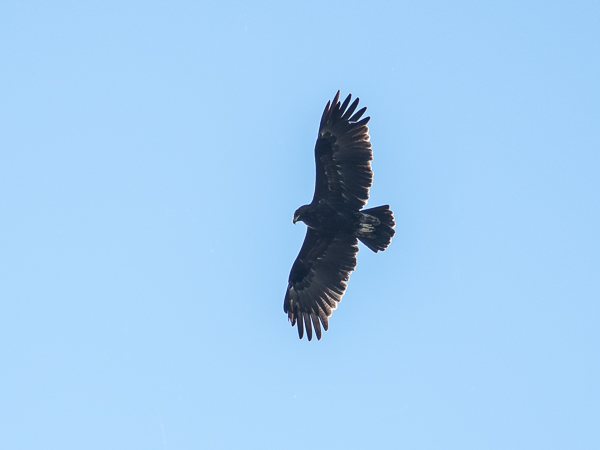 Kiljukotka, Greater Spotted Eagle, Clanga clanga