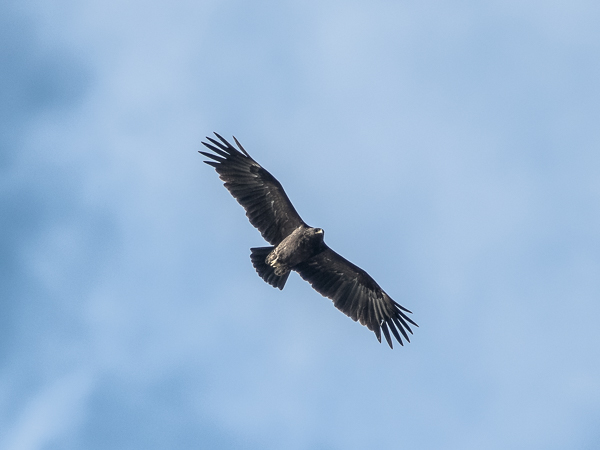 Kiljukotka, Greater Spotted Eagle, Clanga clanga