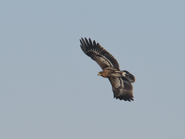 Kiljukotka, Greater Spotted Eagle, Clanga clanga