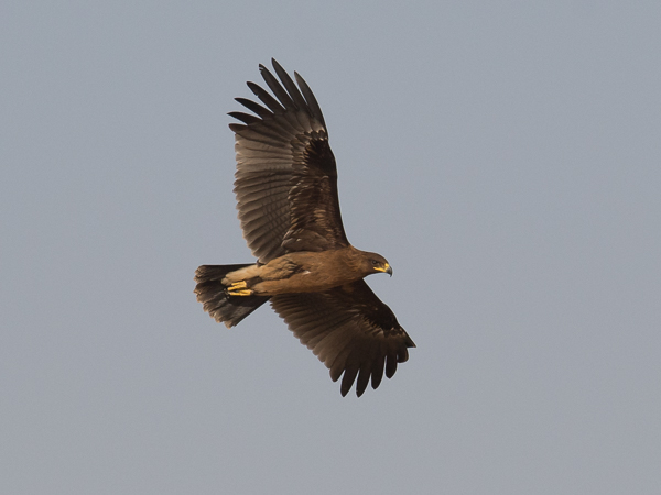 Kiljukotka, Greater Spotted Eagle, Clanga clanga