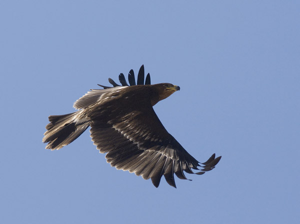 Kiljukotka, Greater Spotted Eagle, Clanga clanga