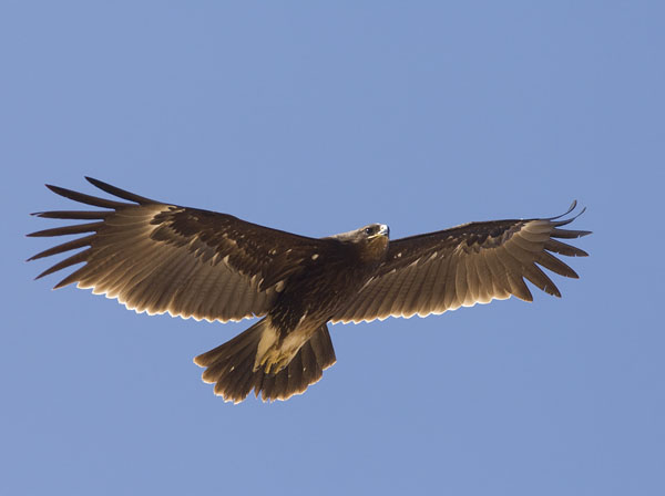 Kiljukotka, Greater Spotted Eagle, Clanga clanga