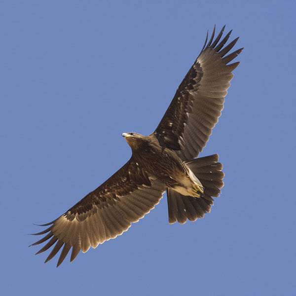 Kiljukotka, Greater Spotted Eagle, Clanga clanga