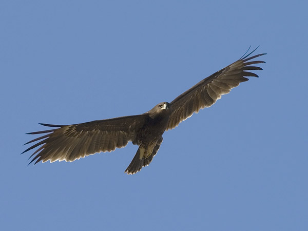 Kiljukotka, Greater Spotted Eagle, Clanga clanga