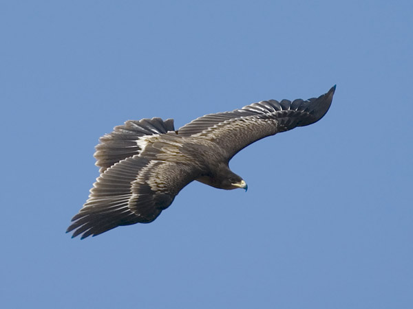 Kiljukotka, Greater Spotted Eagle, Clanga clanga