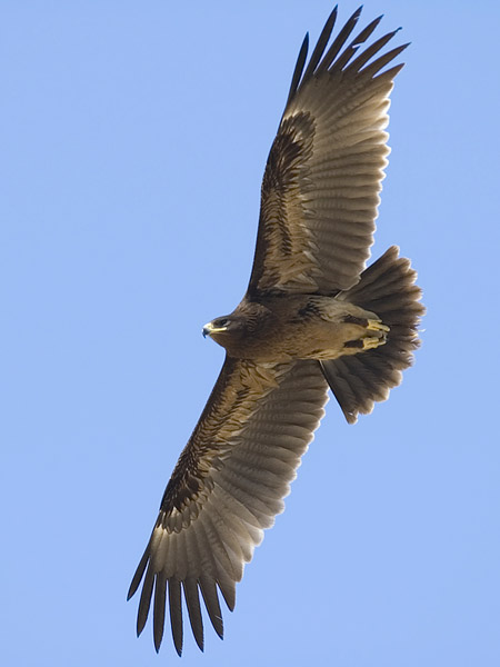 Kiljukotka, Greater Spotted Eagle, Clanga clanga