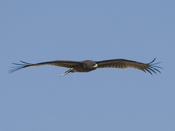 Kiljukotka, Greater Spotted Eagle, Clanga clanga