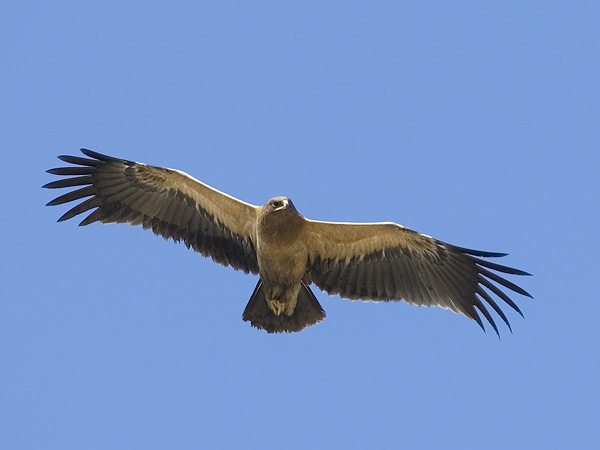 Kiljukotka, Greater Spotted Eagle, Clanga clanga