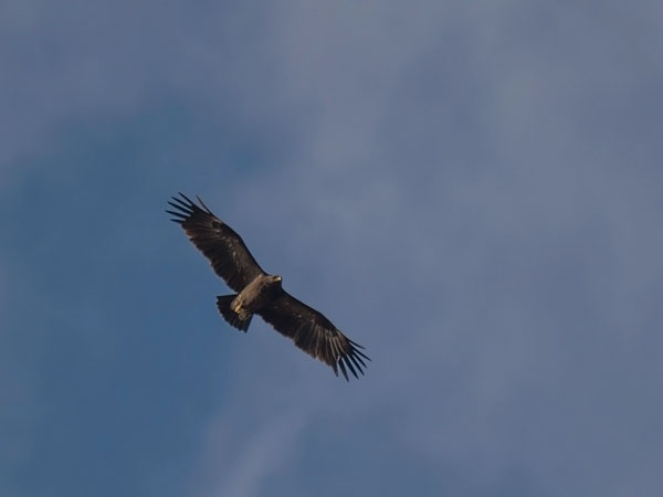 Kiljukotka, Greater Spotted Eagle, Clanga clanga
