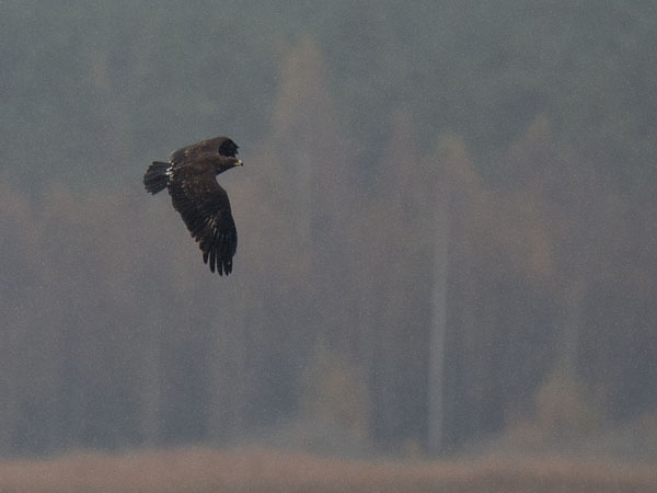 Kiljukotka, Greater Spotted Eagle, Clanga clanga