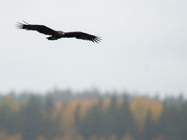 Kiljukotka, Greater Spotted Eagle, Clanga clanga