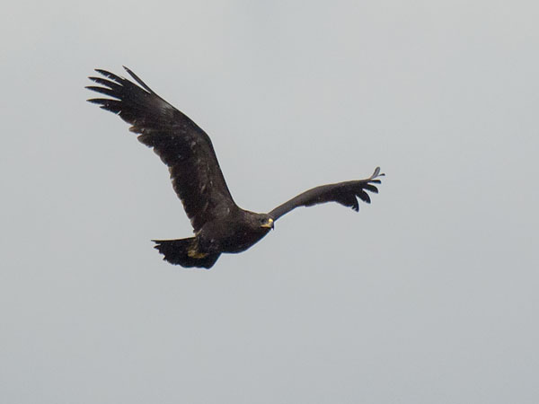 Kiljukotka, Greater Spotted Eagle, Clanga clanga