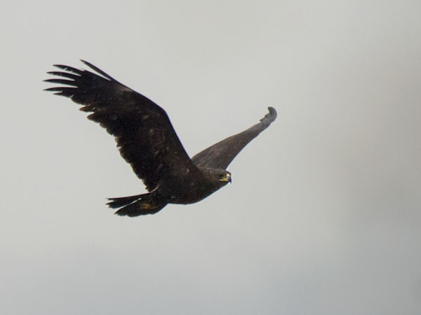 Kiljukotka, Greater Spotted Eagle, Clanga clanga