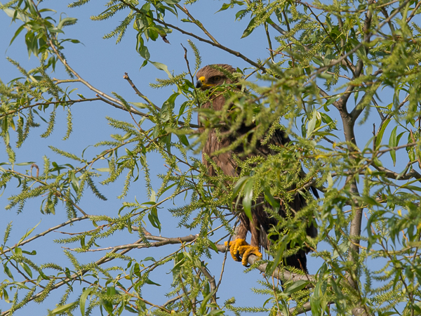 Pikkukiljukotka, Lesser Spotted Eagle, Clanga pomarina