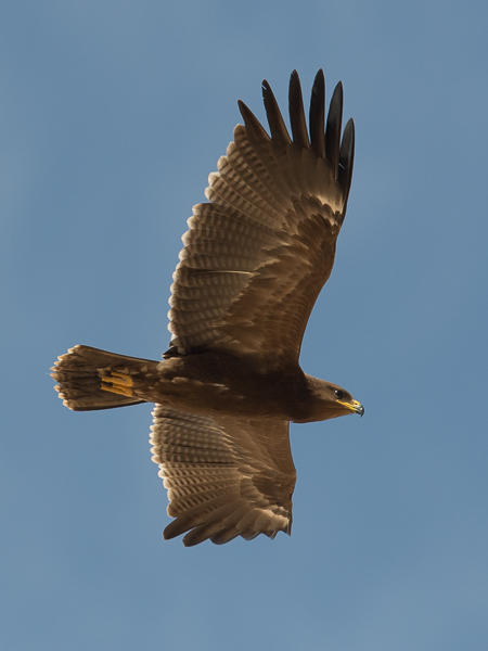 Pikkukiljukotka, Lesser Spotted Eagle, Clanga pomarina