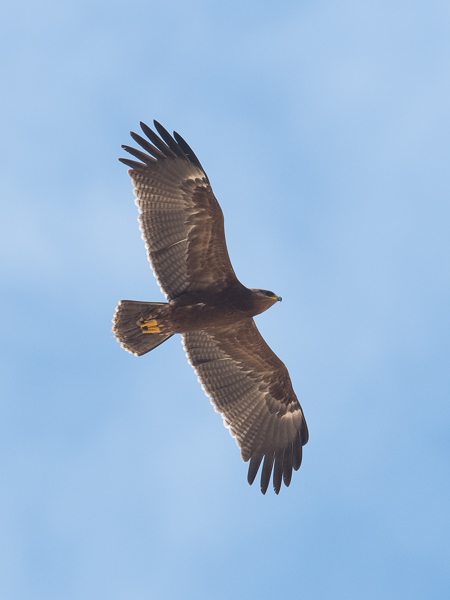 Pikkukiljukotka, Lesser Spotted Eagle, Clanga pomarina