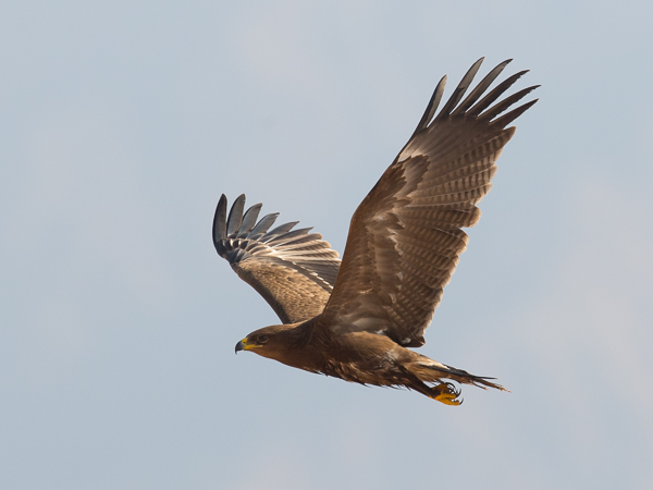 Pikkukiljukotka, Lesser Spotted Eagle, Clanga pomarina