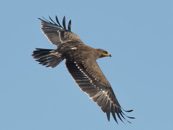Pikkukiljukotka, Lesser Spotted Eagle, Clanga pomarina