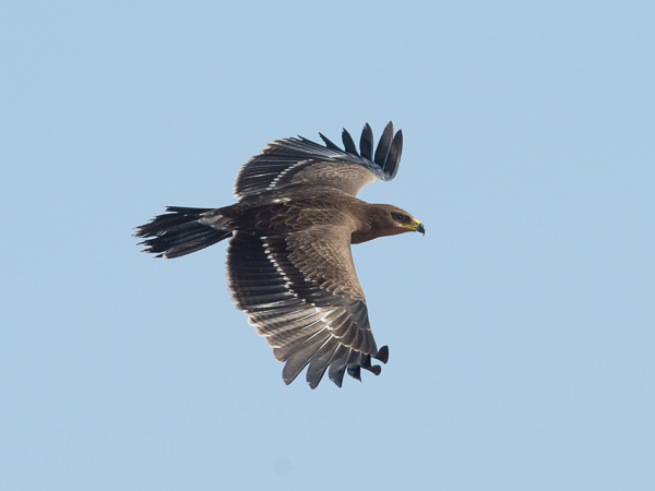 Pikkukiljukotka, Lesser Spotted Eagle, Clanga pomarina