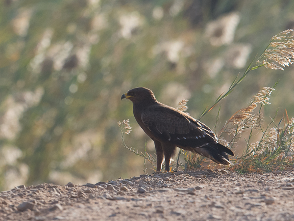 Pikkukiljukotka, Lesser Spotted Eagle, Clanga pomarina