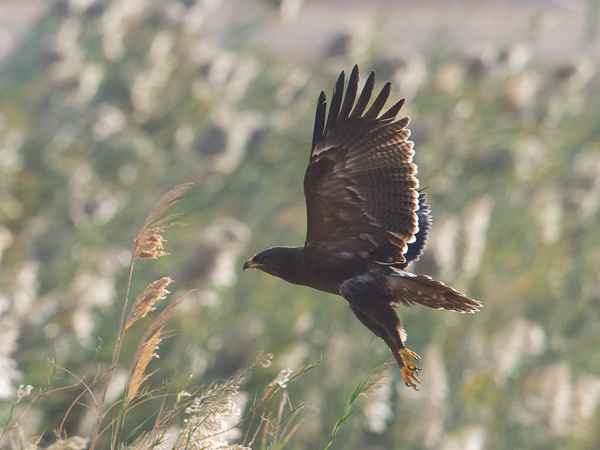 Pikkukiljukotka, Lesser Spotted Eagle, Clanga pomarina