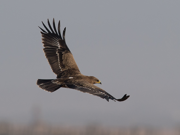 Pikkukiljukotka, Lesser Spotted Eagle, Clanga pomarina